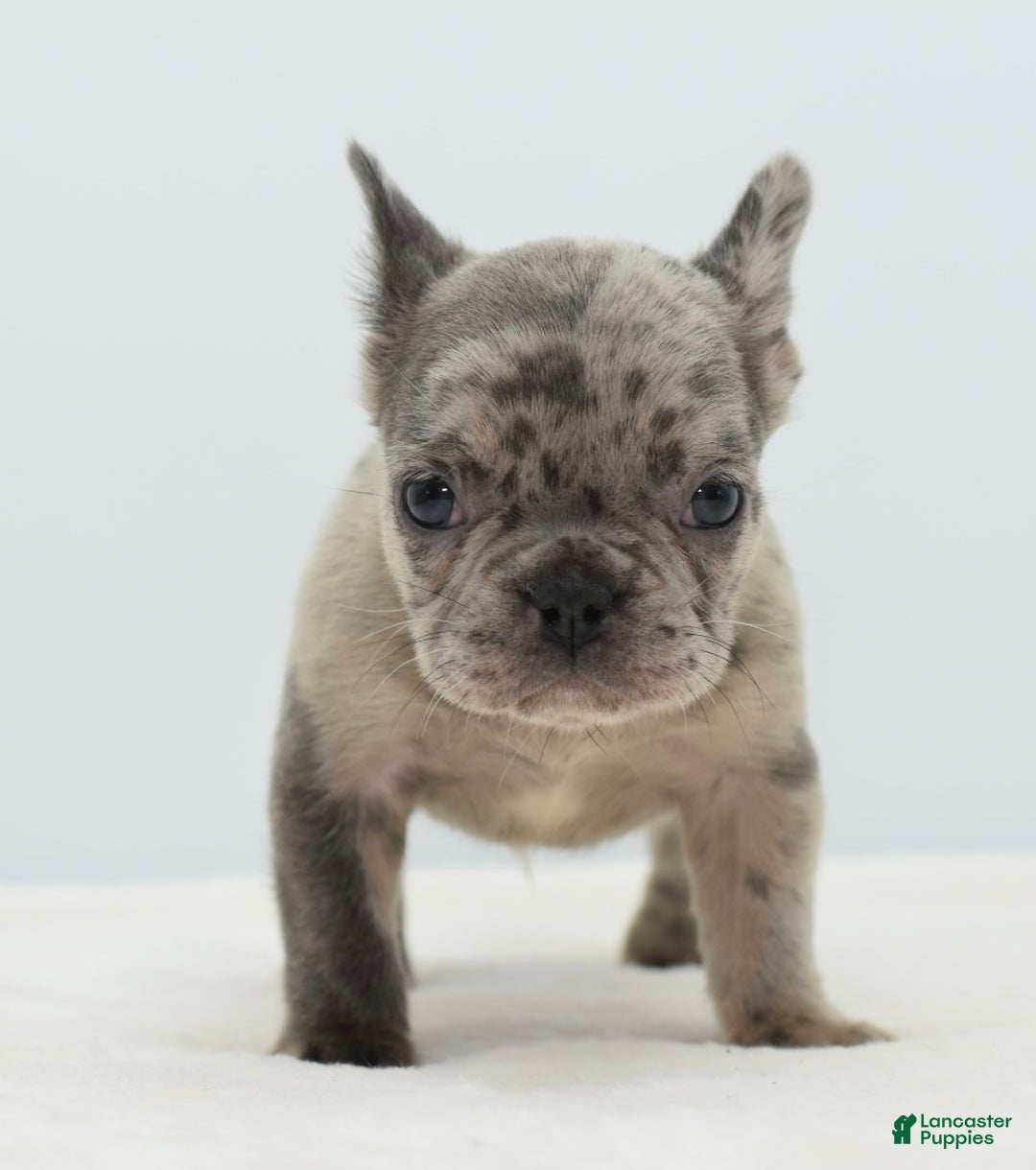 Mixed Breed dogs for sale: Hollywood merle blue  - Ad 6