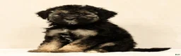 Mini Bernedoodle dogs for sale: Sadie - Ad 8