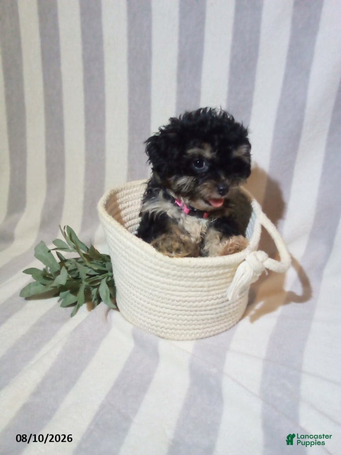 Havapoo dogs Chloe - Ad 2