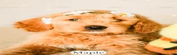 Goldendoodle dogs for sale: Maple - Ad 10