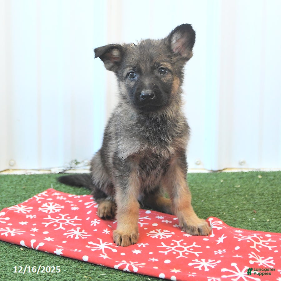 German Shepherd dogs Hudson - Ad 7