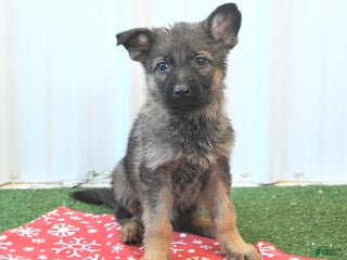 German Shepherd dogs Hudson - Ad 18