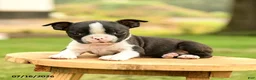 Boston Terrier dogs for sale: Bridget - Ad 3