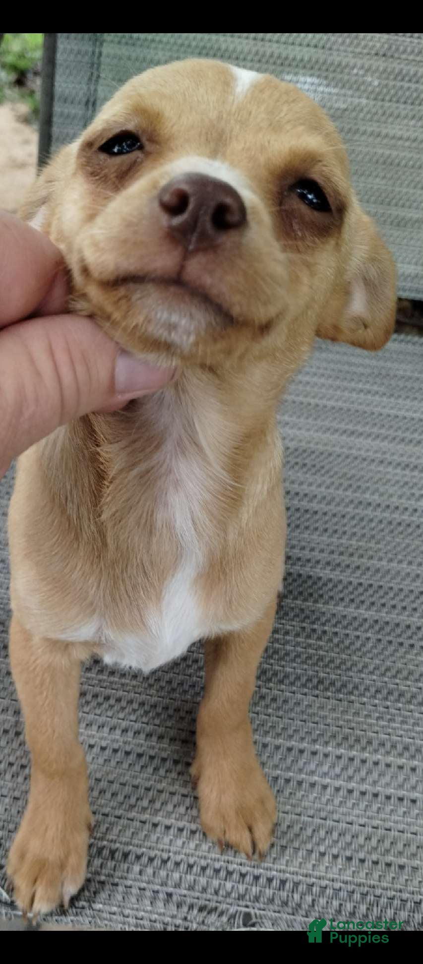 Mixed Breed dogs Girl - Ad 2