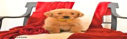 Golden Retriever dogs for sale: James   - Ad 2
