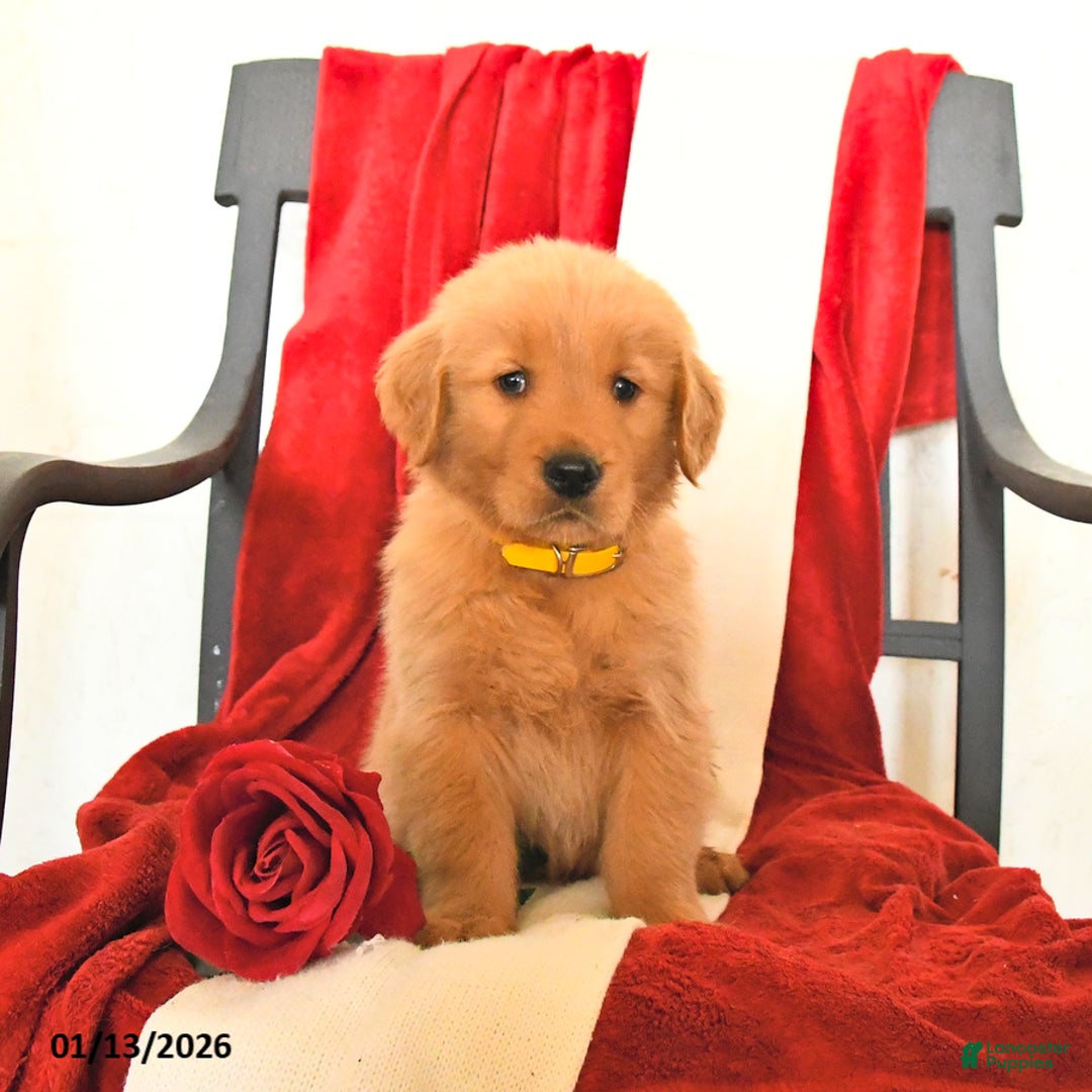 Golden Retriever dogs for sale: James   - Ad 2