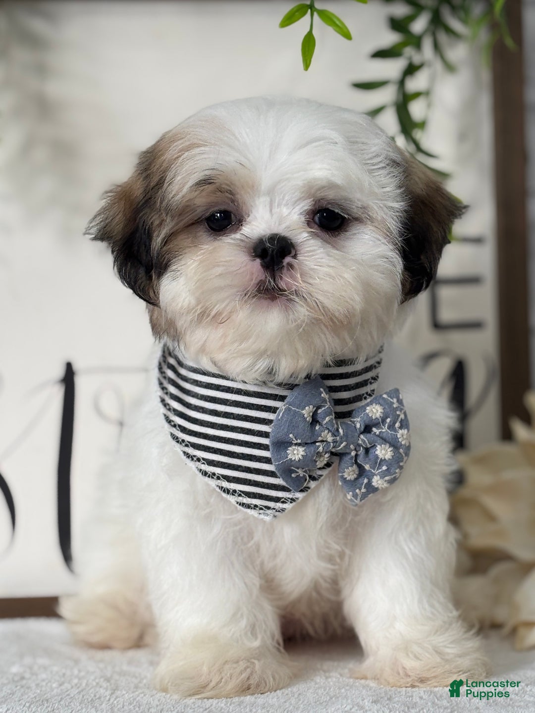 Shih Tzu dogs for sale: Brady - Ad 3