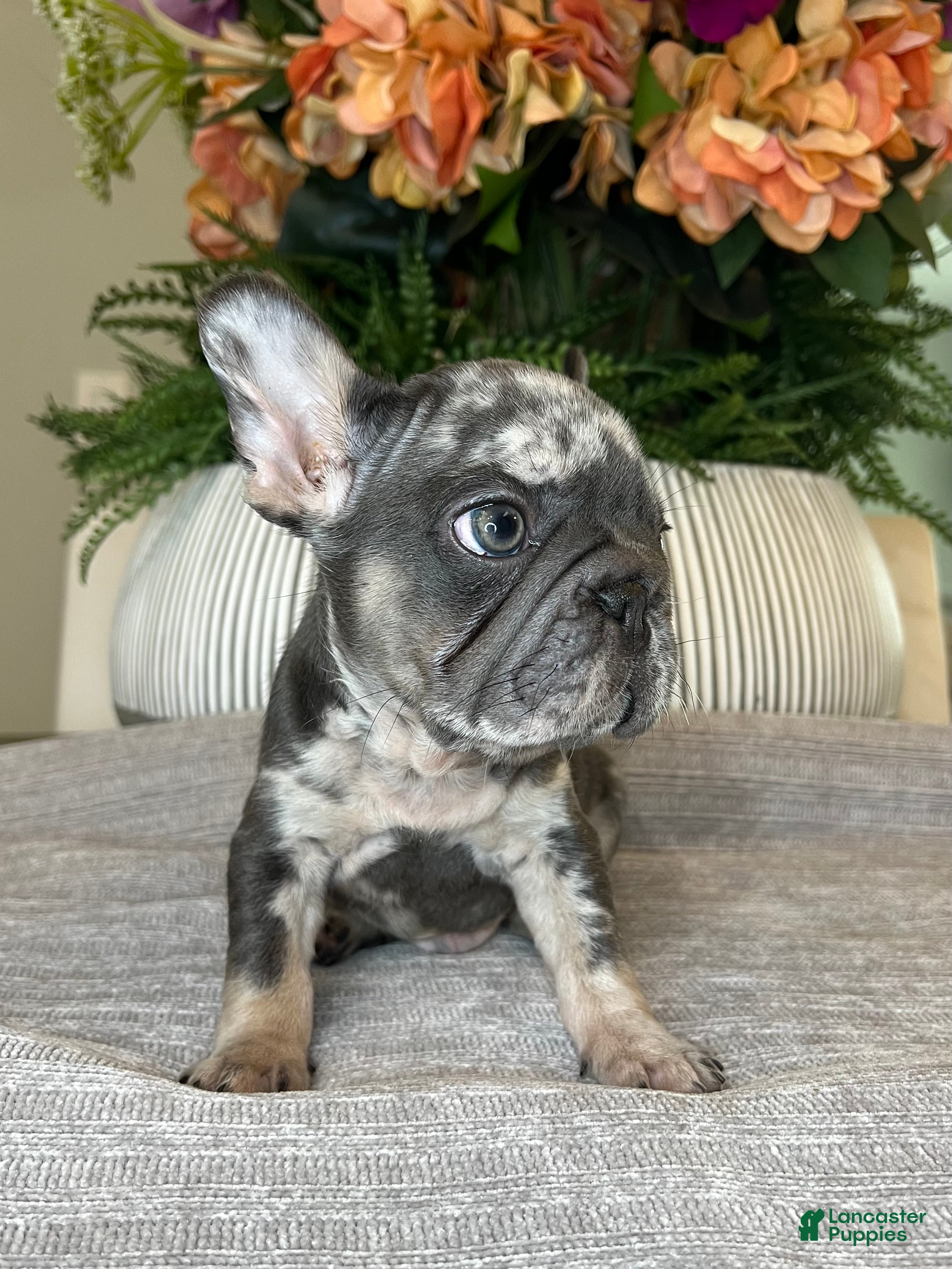 French Bulldog dogs Oreo - Ad 2
