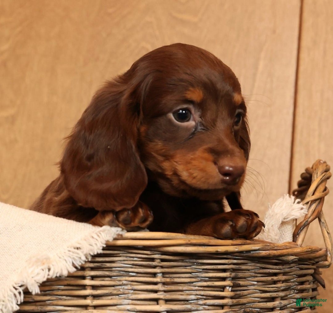 Miniature Dachshund dogs for sale: Alli - Ad 7