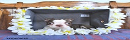 Boston Terrier dogs for sale: Trent - Ad 5