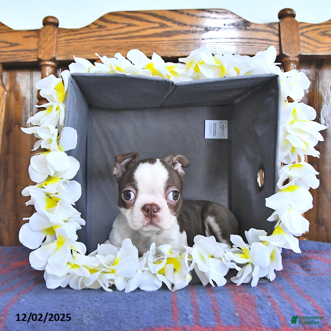 Boston Terrier dogs for sale: Trent - Ad 5