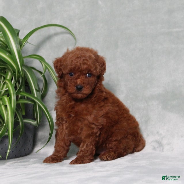 Miniature Poodle dogs Zander - Ad 1