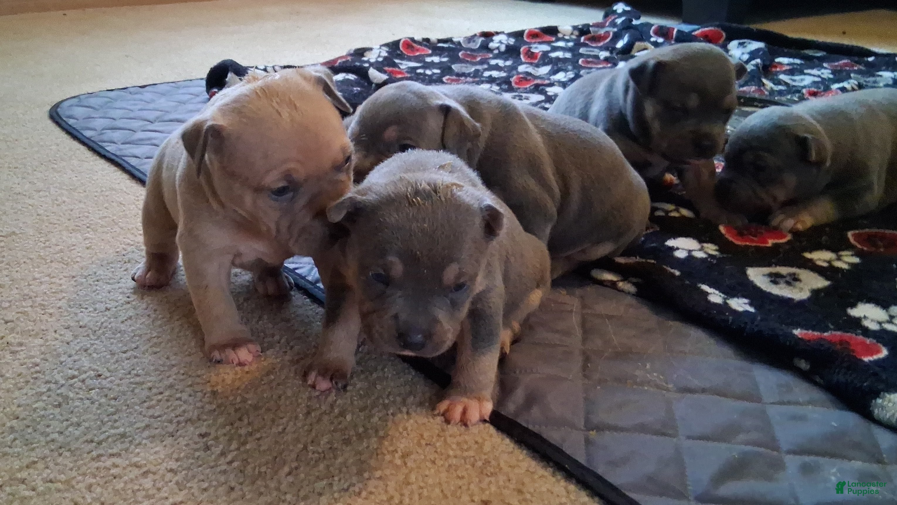 American Bully dogs American Bully Puppy 5 - Ad 2