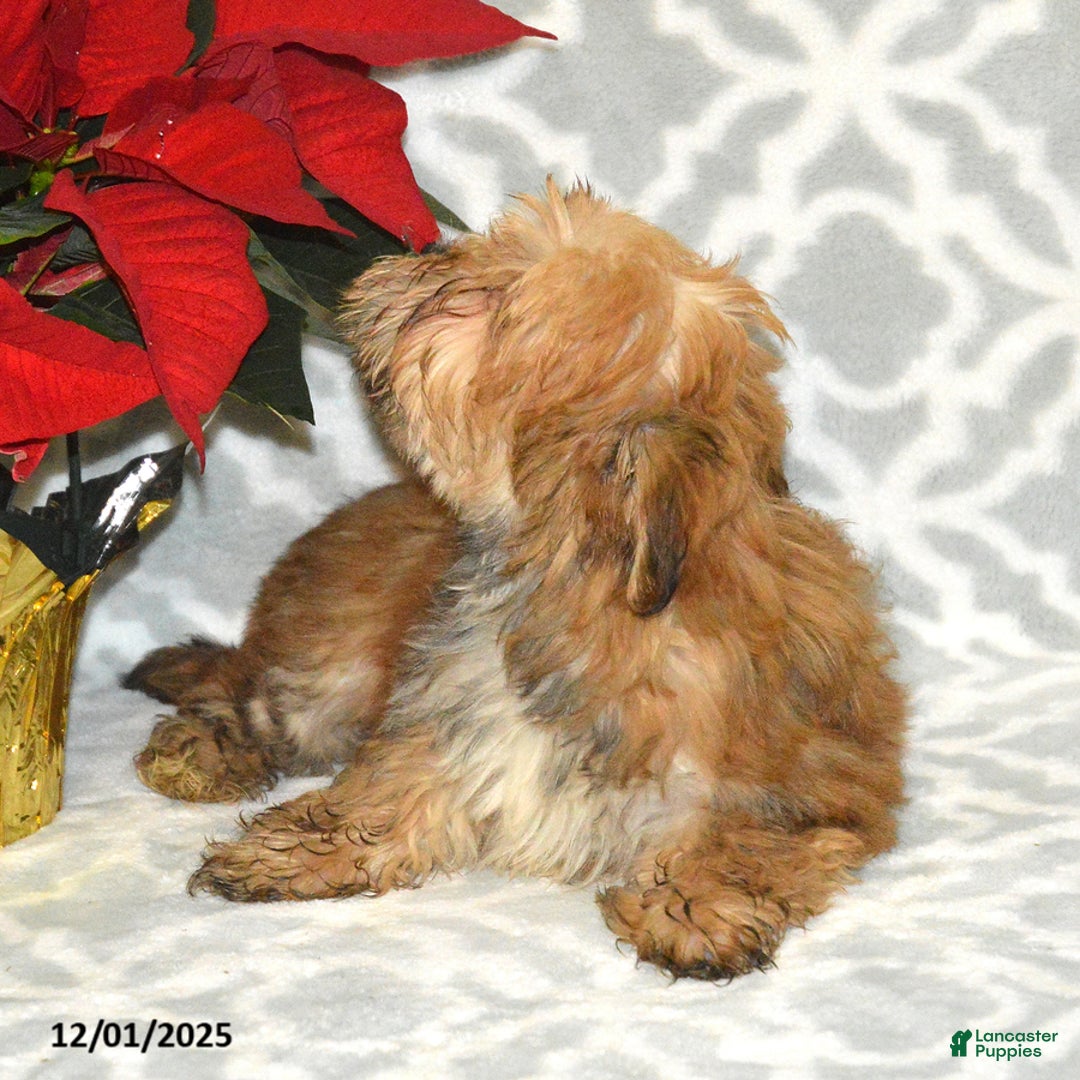 Havapoo dogs for sale: Comet - Ad 2