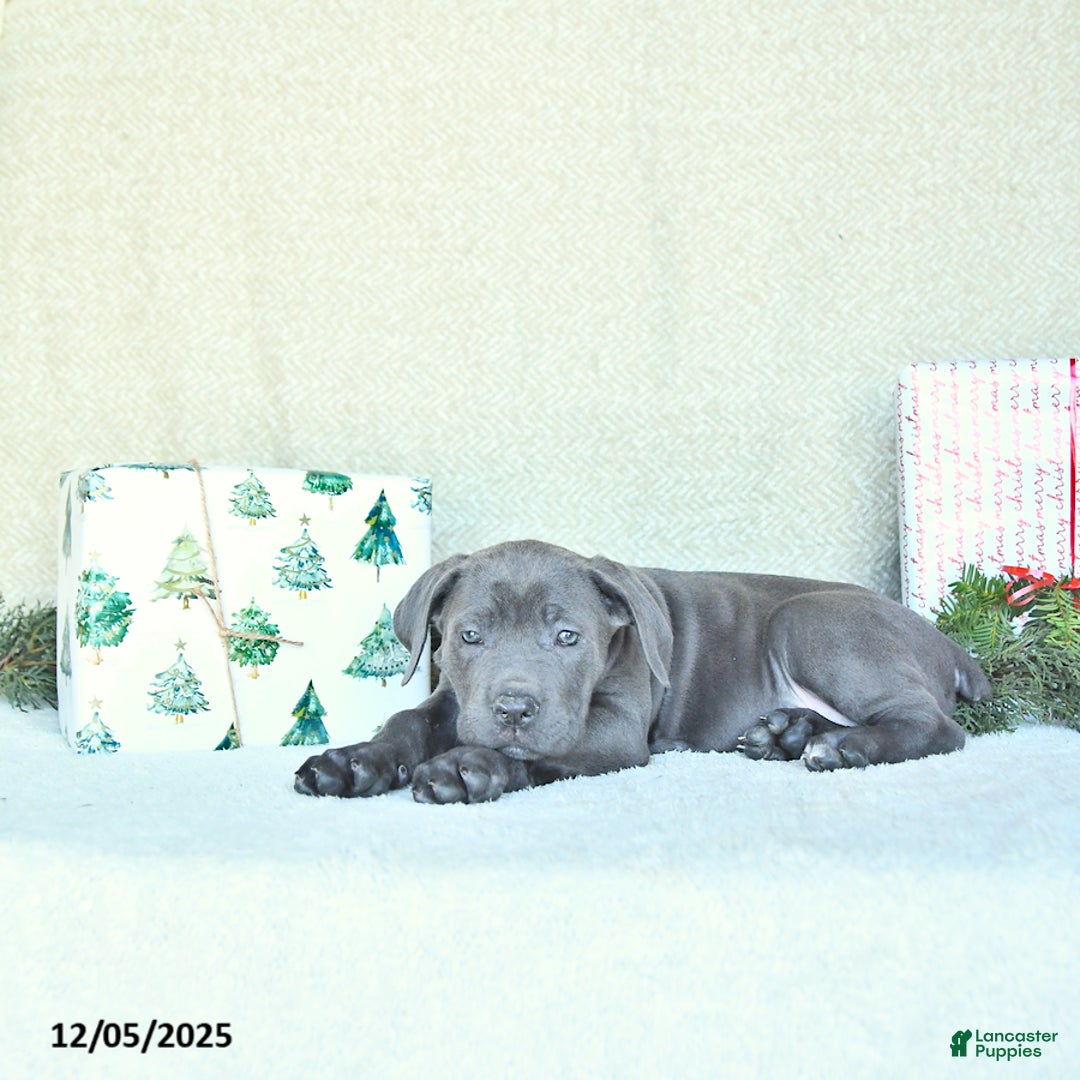 Cane Corso dogs for sale: Sage - Ad 3