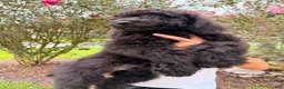 Goldendoodle dogs for sale: Sam - Ad 2