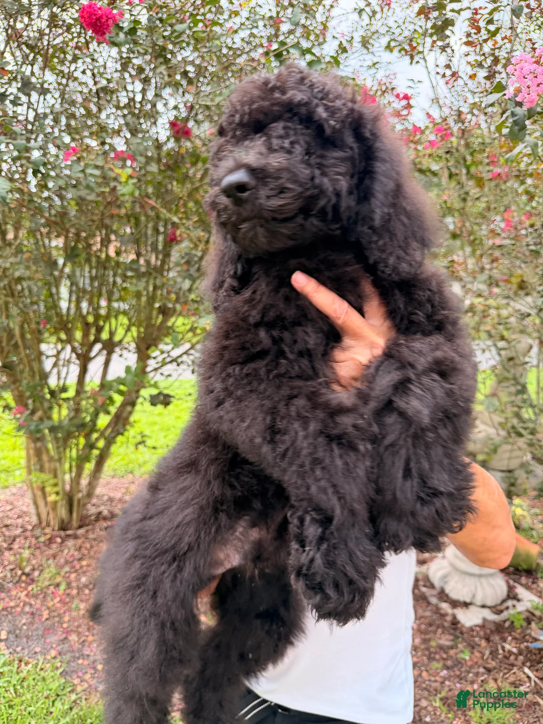 Goldendoodle dogs for sale: Sam - Ad 2