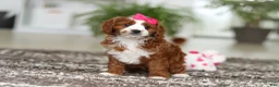 Cavapoo dogs for sale: Angela - Ad 14