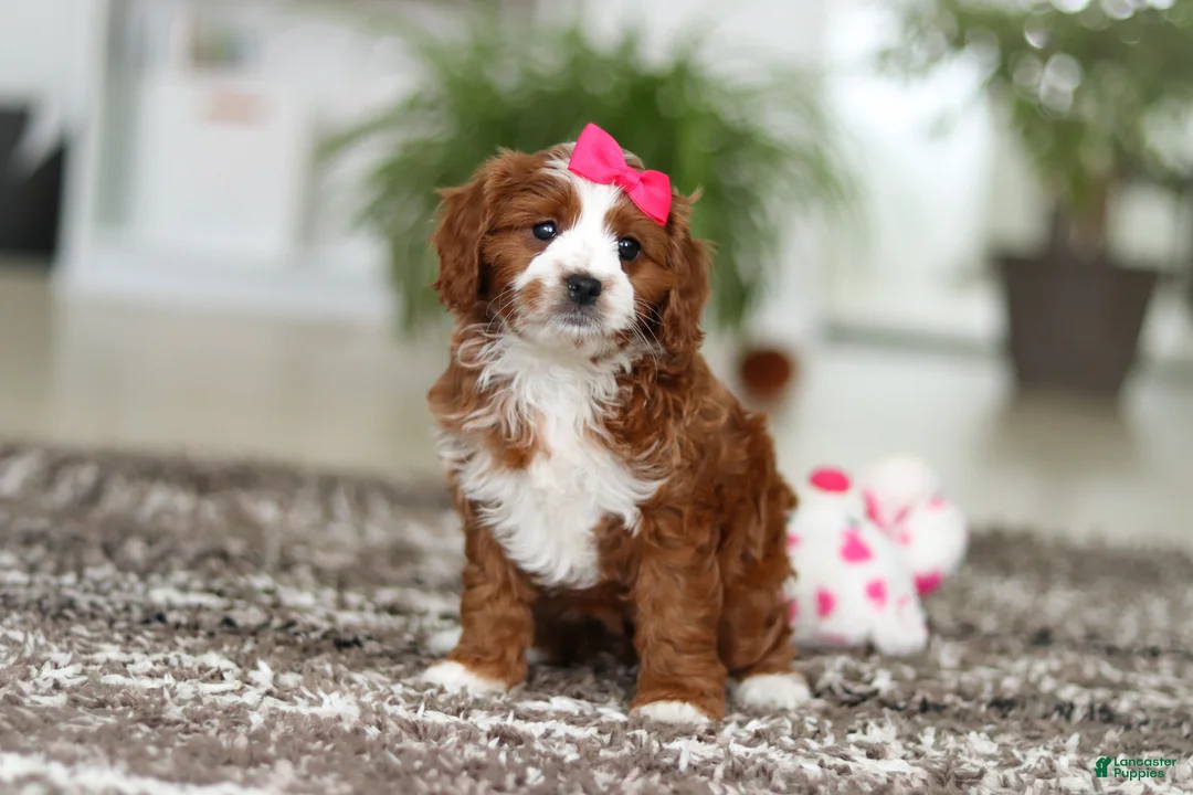 Cavapoo dogs for sale: Angela - Ad 14