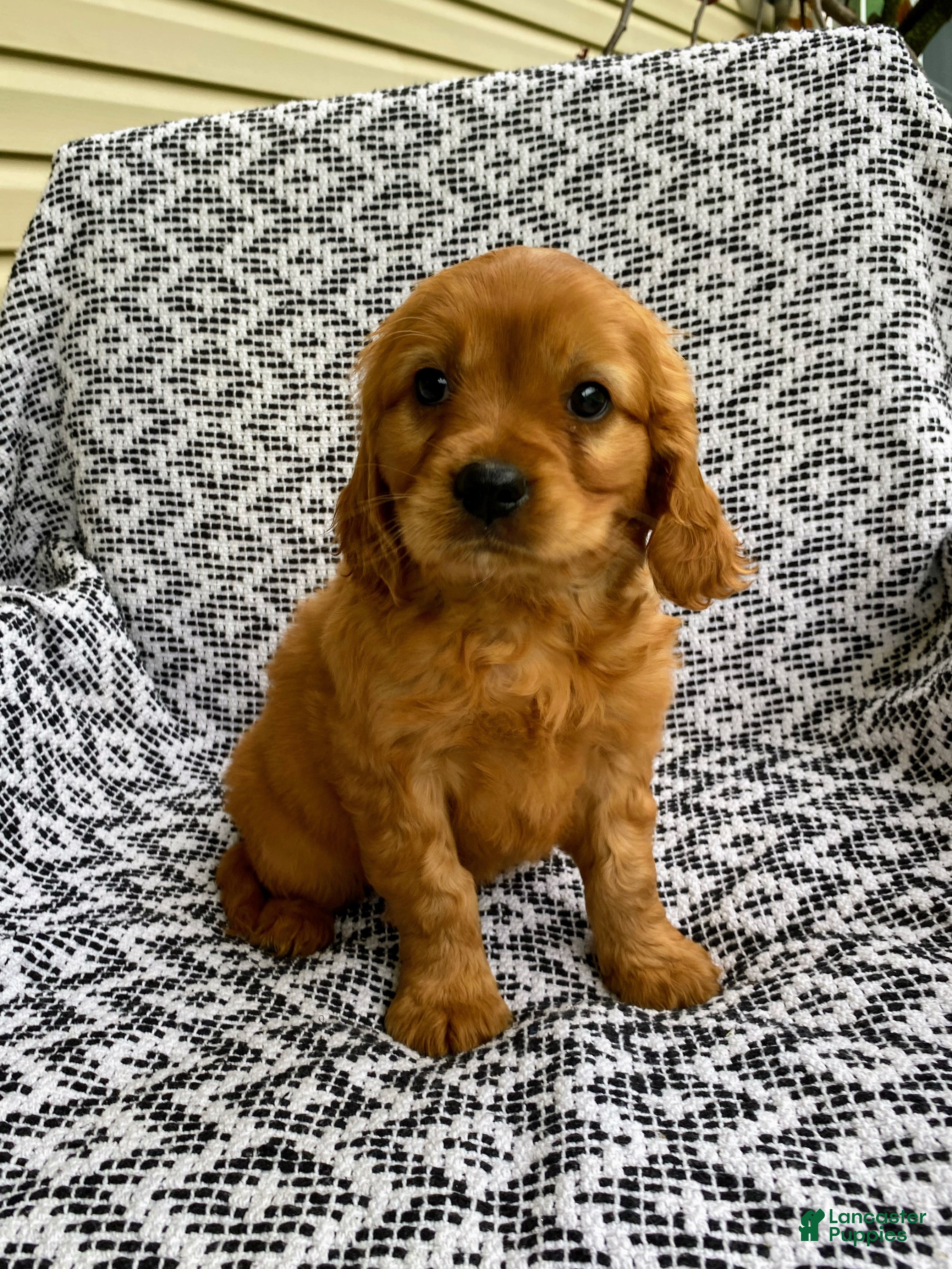 Miniature Golden Retriever dogs Murphy - Ad 1