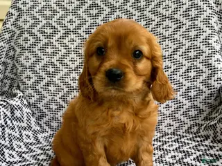 Miniature Golden Retriever dogs for sale: Murphy - Ad 1
