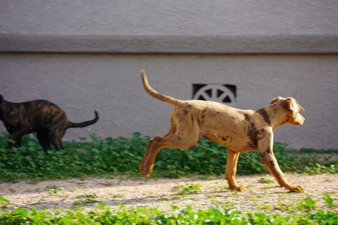 Mixed Breed dogs for sale: Lilac Fawn Merle M1 RT - Ad 12