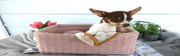 Chihuahua dogs for sale: Chihuahua 1 Conway - Ad 2