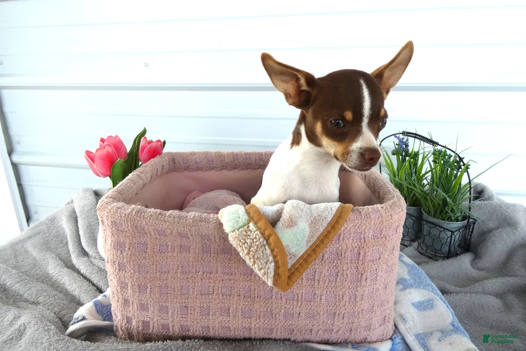 Chihuahua dogs for sale: Chihuahua 1 Conway - Ad 2
