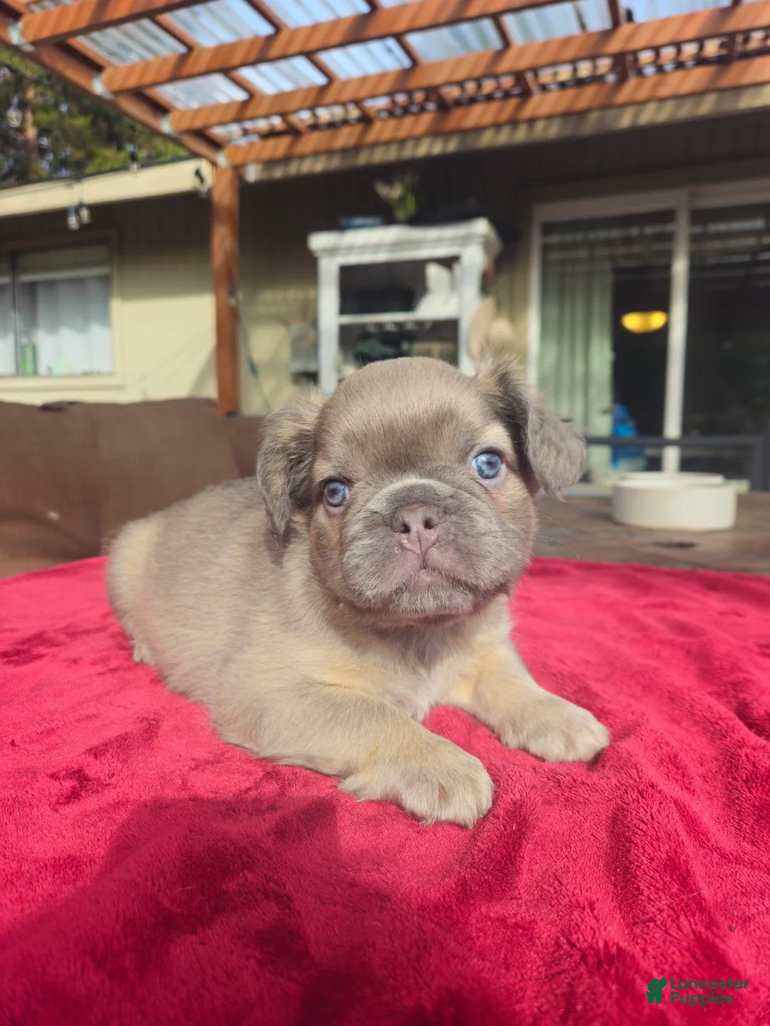 French Bulldog dogs for sale: Emerald - Ad 2