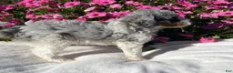 Mini Bernedoodle dogs for sale: Rose - Ad 5