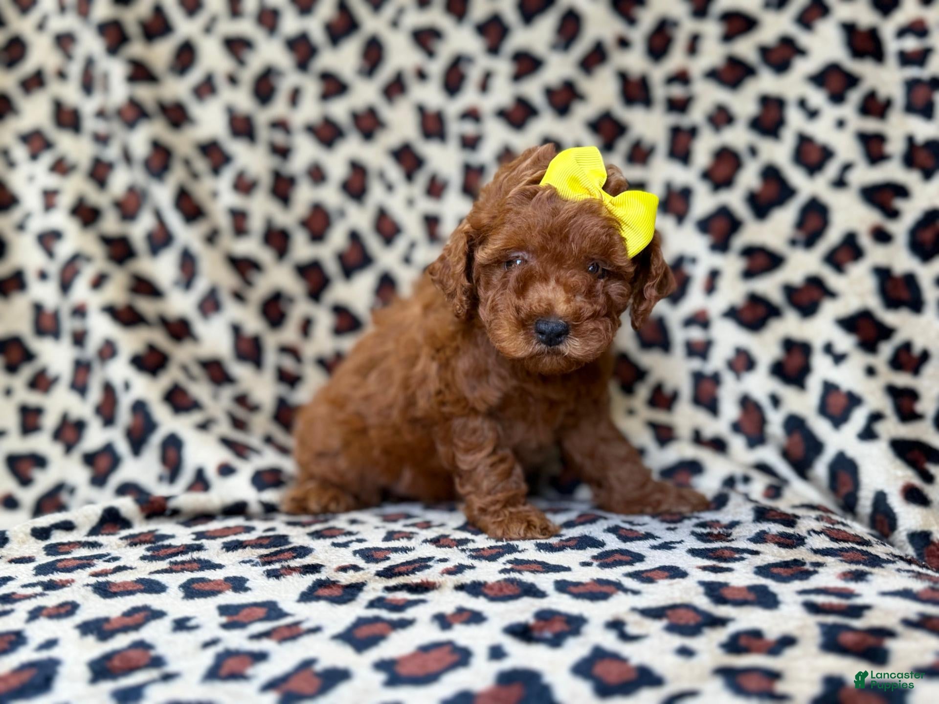 Mini Goldendoodle dogs Sydney - Ad 17