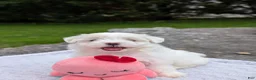 Maltese dogs for sale: Maltese 2 - Ad 9