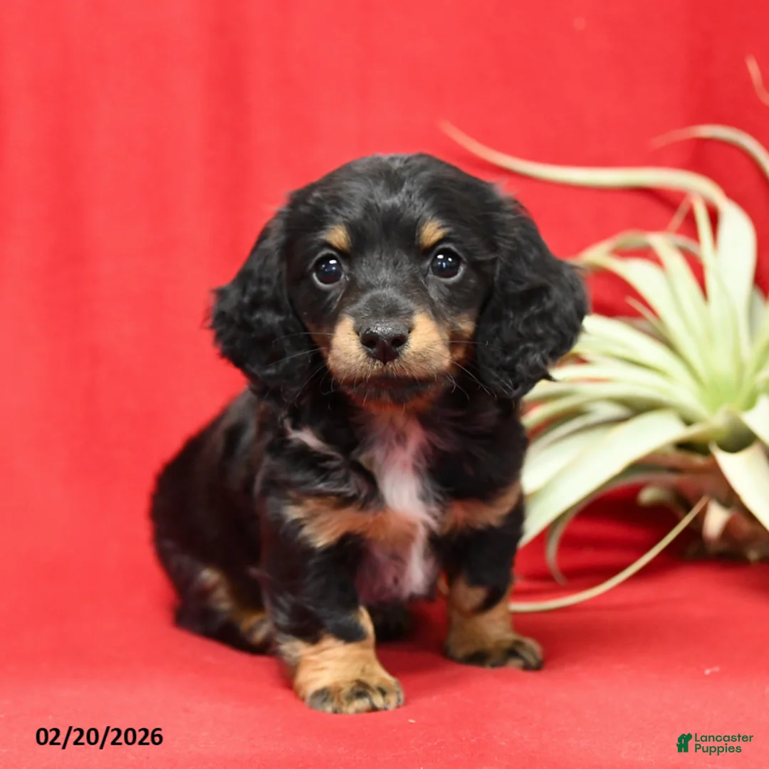 Miniature Dachshund dogs for sale: Scooter - Ad 1