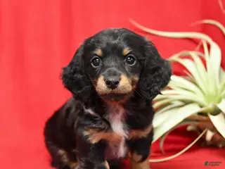 Miniature Dachshund dogs Scooter - Ad 2