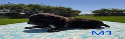 Olde English Bulldogge dogs for sale: Woody - Ad 2