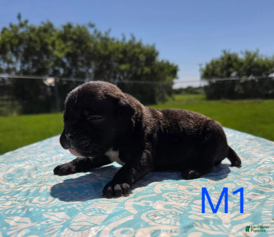 Olde English Bulldogge dogs for sale: Woody - Ad 2