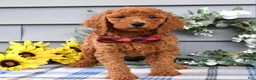 Standard Poodle dogs for sale: Romeo - Ad 4