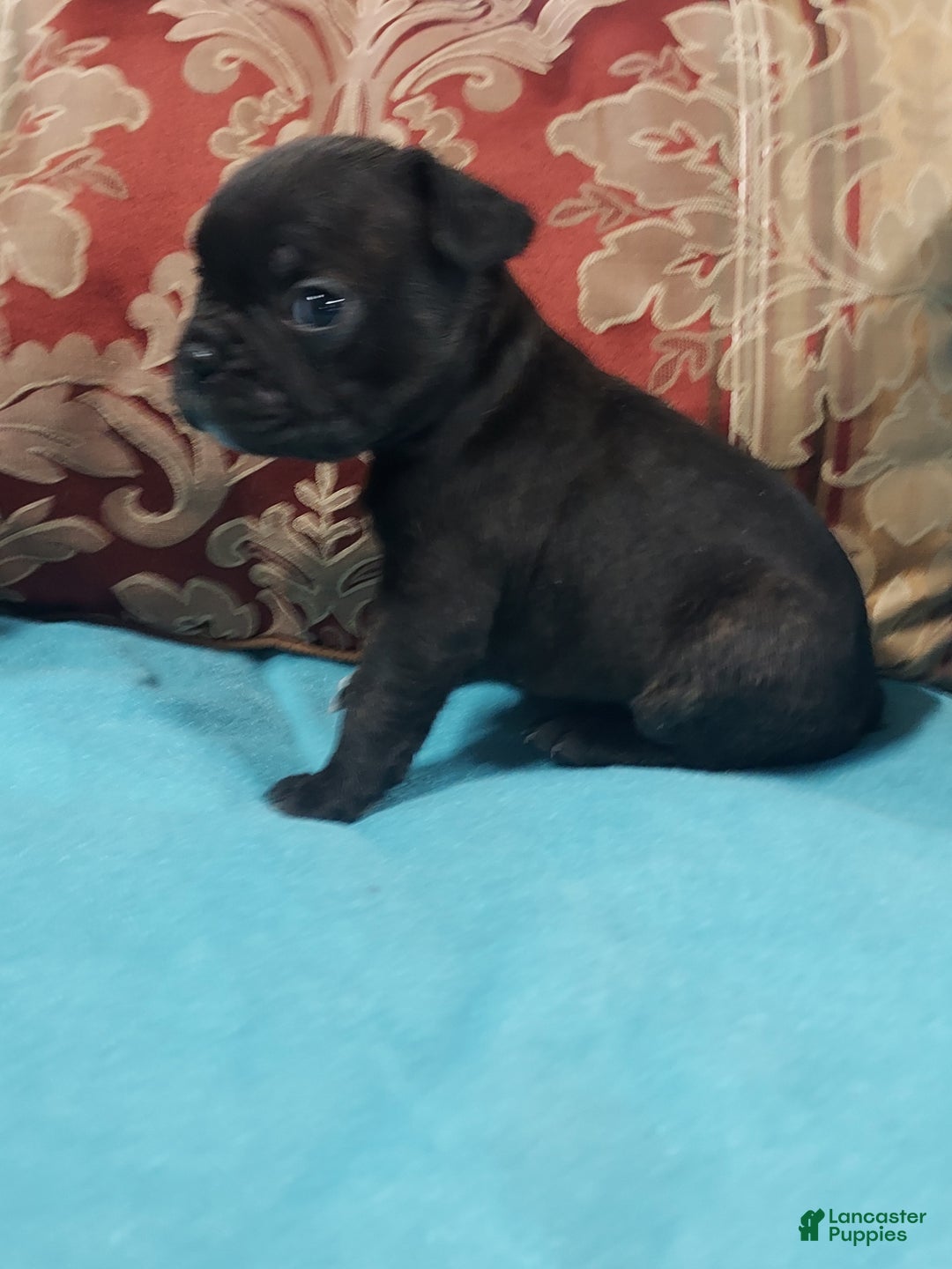 Frenchton dogs for sale: Blake - Ad 10