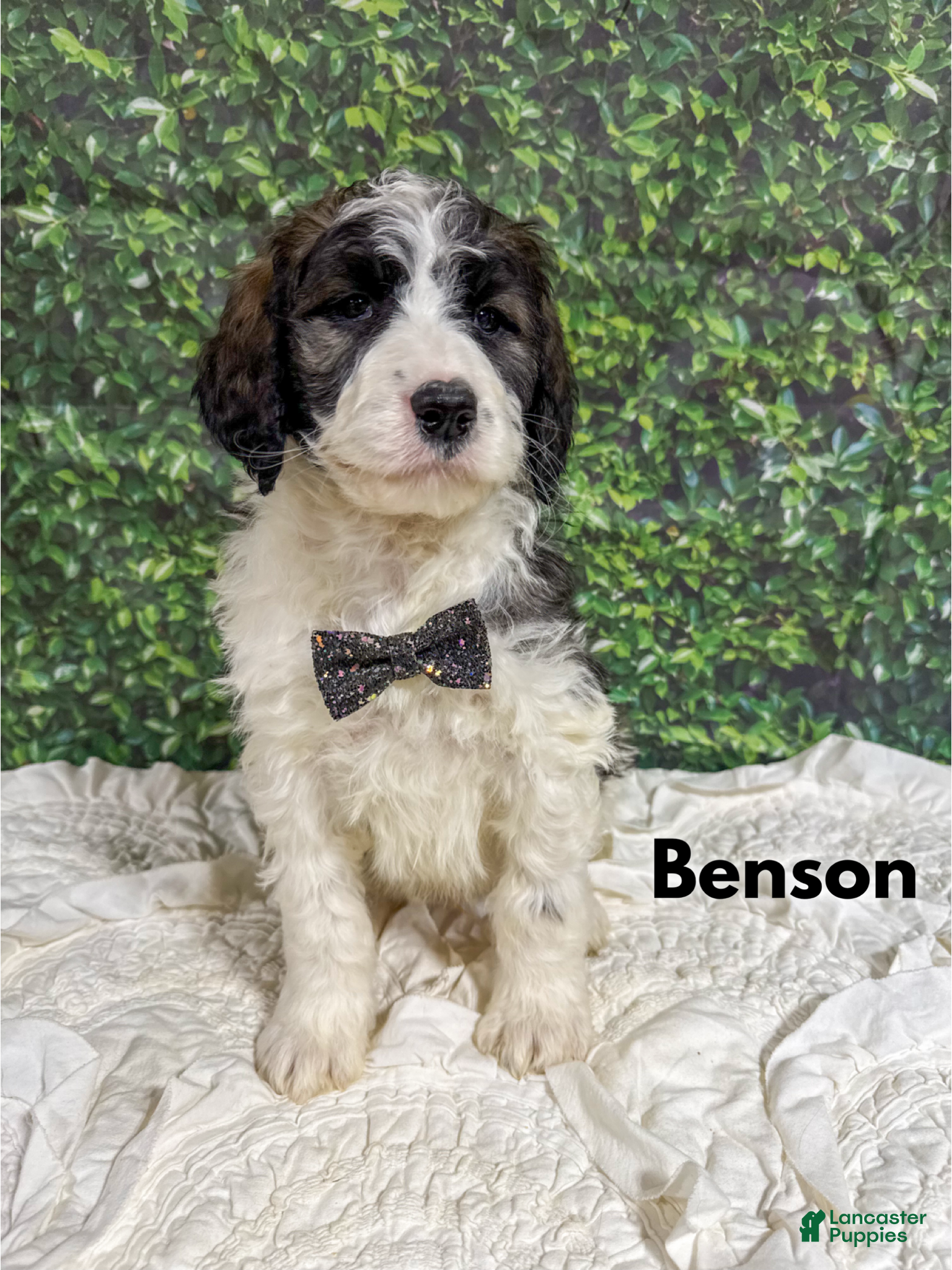 Saint Berdoodles dogs Benson - Ad 9