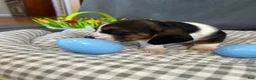 Basset Hound dogs for sale: Newt  - Ad 10
