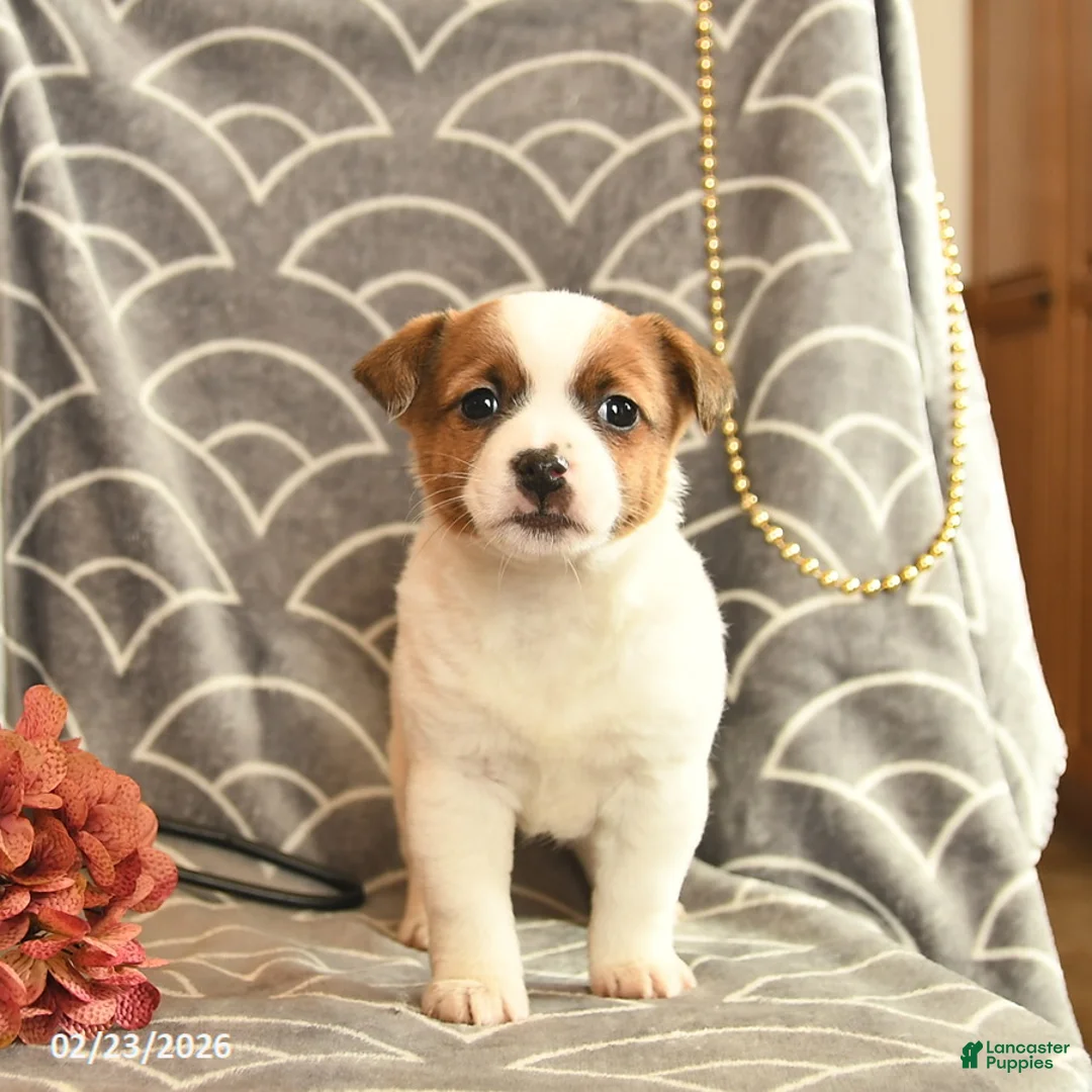 Jack Russell Terrier dogs for sale: Karla  - Ad 2