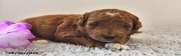 Mini Goldendoodle dogs for sale: Ruby - Ad 14