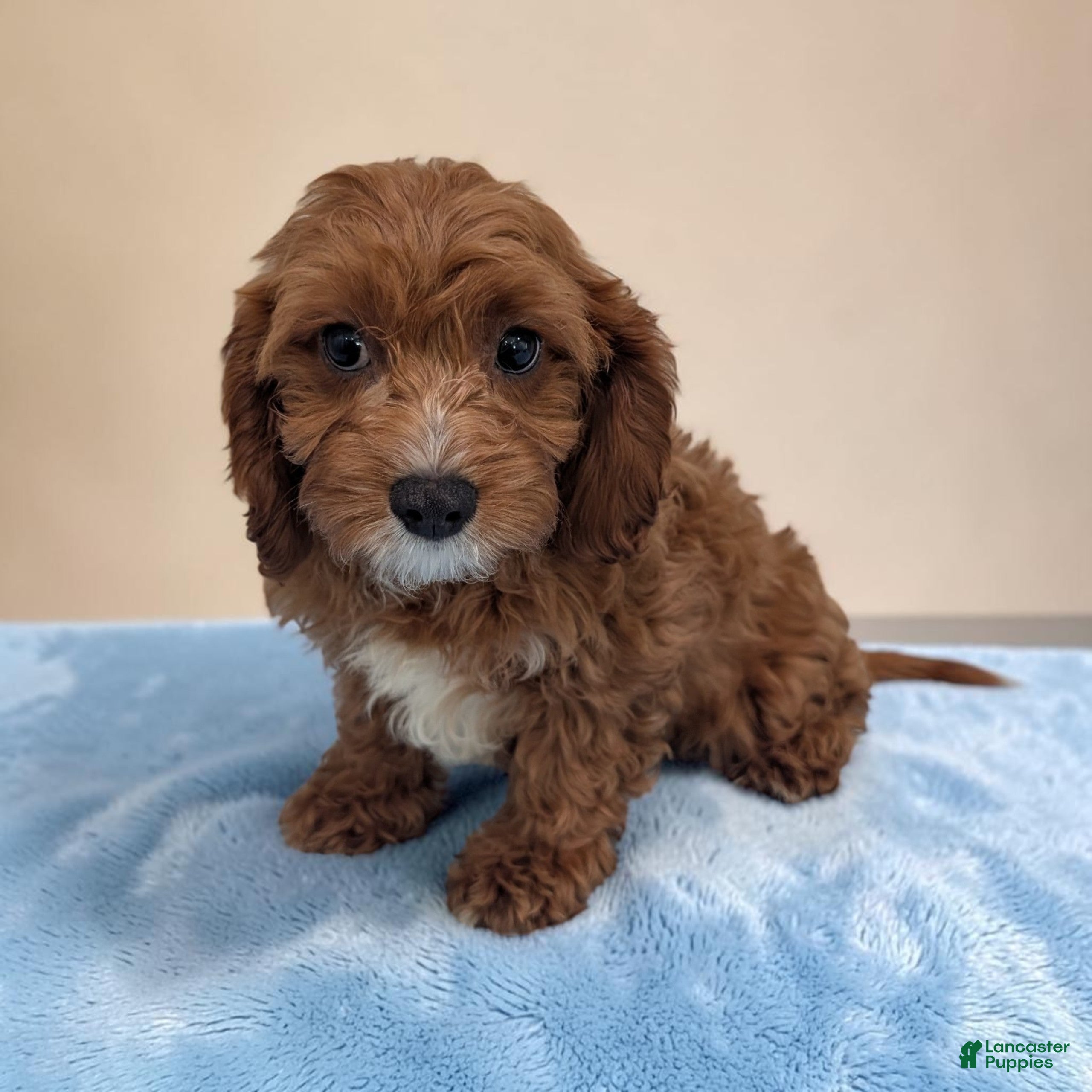Cavapoo dogs Alex - Ad 2