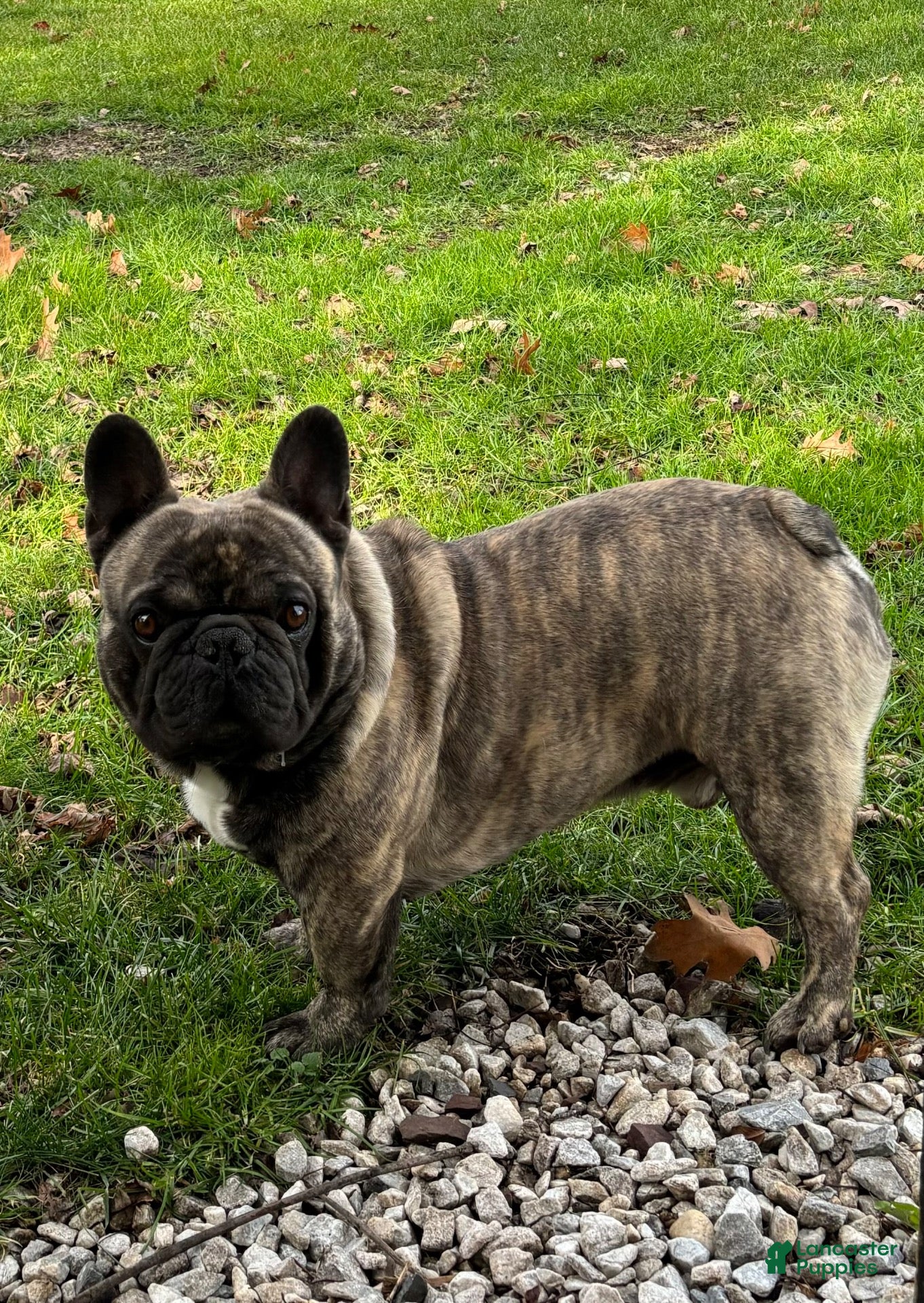 French Bulldog dogs for sale: Jazz - Ad 2