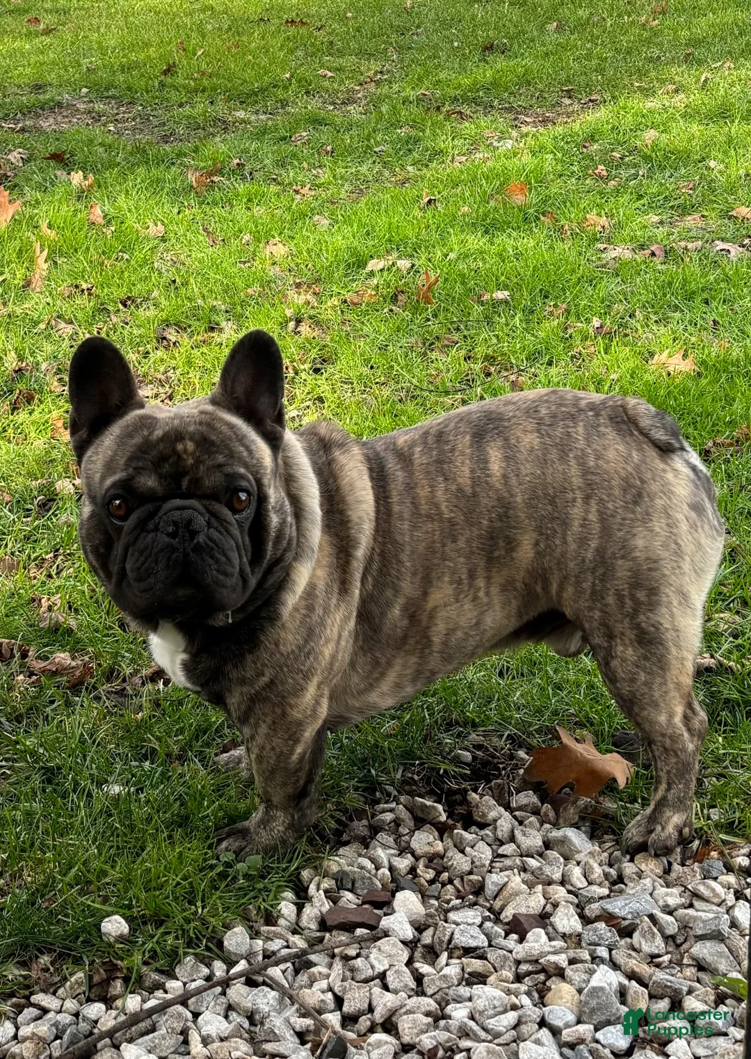 French Bulldog dogs for sale: Jazz - Ad 2