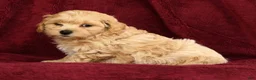 Maltipoo dogs for sale: Asher - Ad 4