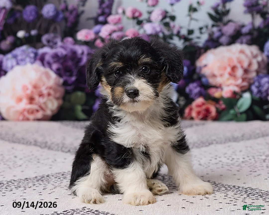Corgipoo dogs for sale: Donna - Ad 1