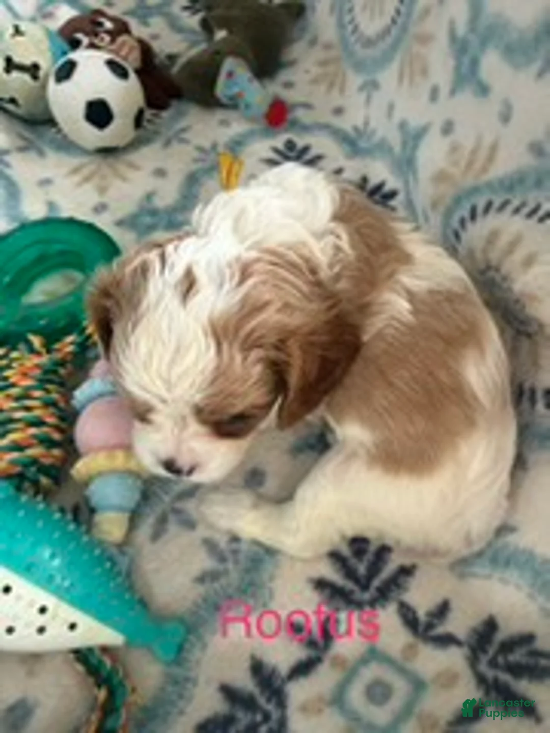Cavalier King Charles Spaniel dogs for sale: Roofus - Ad 2