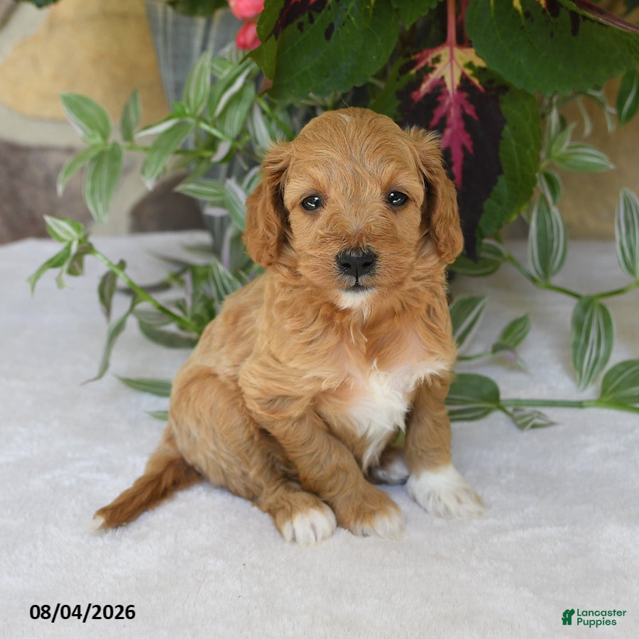 Mini Goldendoodle dogs Reba - Ad 2