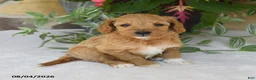 Mini Goldendoodle dogs for sale: Reba - Ad 2
